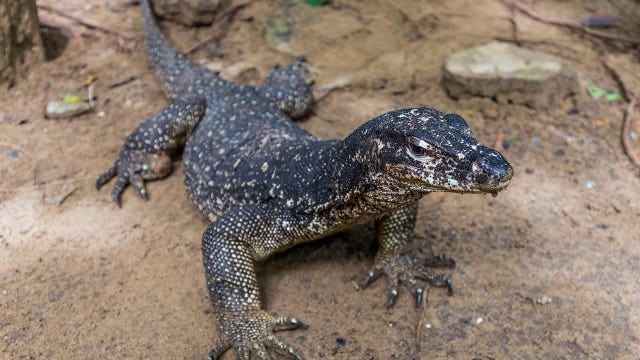 3-foot-long lizard missing in Champlin, Minnesota