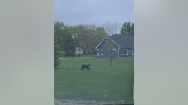 Black bear spotted running through yards in Litchfield, Minnesota