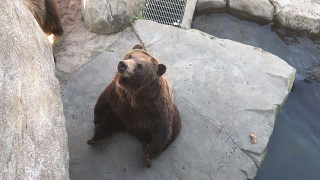 Minnesota Zoo laying off staff, suspending seasonal hiring in face of COVID-19 pandemic