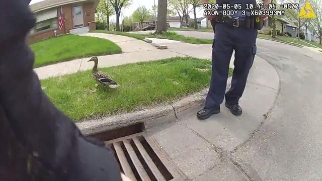 Minneapolis police officers rescue 8 ducklings from storm drain
