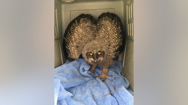 Officials rescue baby owl in Bloomington, Minnesota
