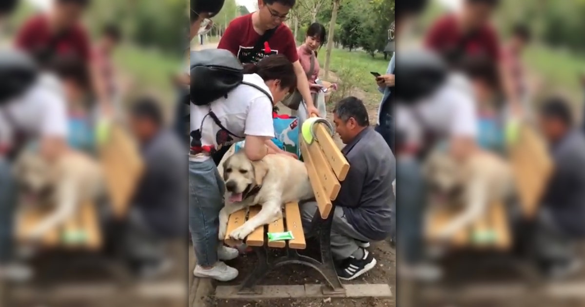Retired police dog rescued after getting stuck in park bench | FOX 9 ...