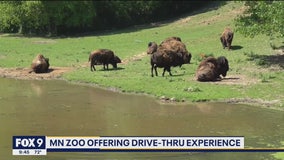 Minnesota Zoo opens drive-thru experience amid pandemic