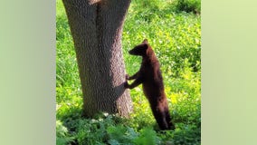 City Councilor urges caution after young bear spotted in Maple Grove