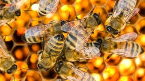 US honeybees are doing better after bad year, according to survey