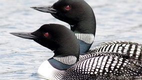 DNR relaunches Loon Watcher program, seeking volunteers