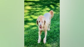 Goldendoodle found after going missing in crash on Hwy 169 in Shakopee, Minnesota