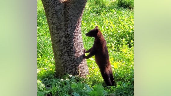 City Councilor urges caution after young bear spotted in Maple Grove