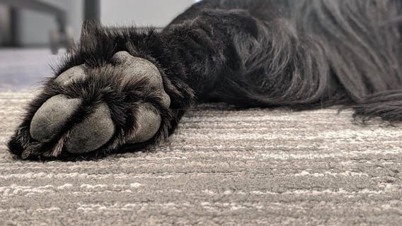 Animal Humane Society shelter in St. Paul will not reopen after closing due to COVID-19