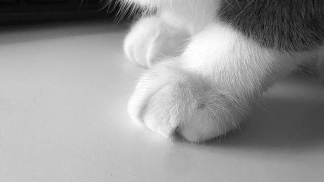 Carver County cat confirmed to have virus that causes COVID-19