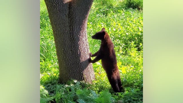 City Councilor urges caution after young bear spotted in Maple Grove