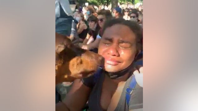 Dog comforts grieving protesters at demonstration over George Floyd's death