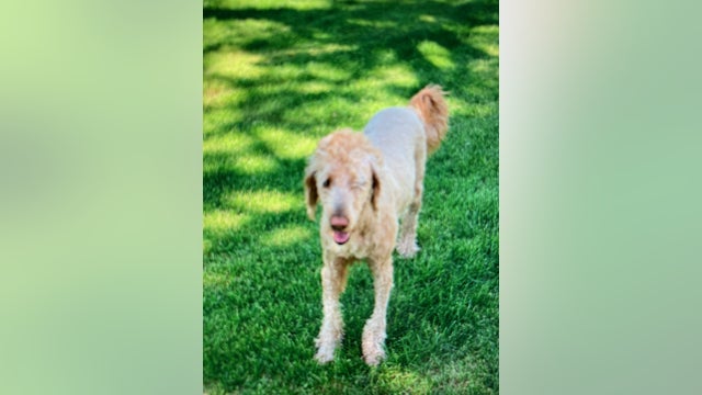 Goldendoodle found after going missing in crash on Hwy 169 in Shakopee, Minnesota