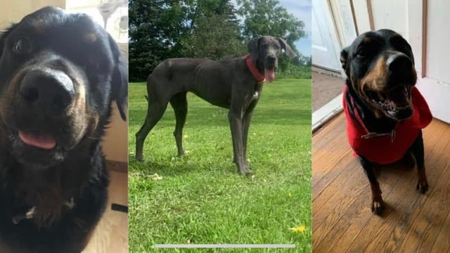 3 dogs die after shooting in St. Paul, Minnesota Tuesday night