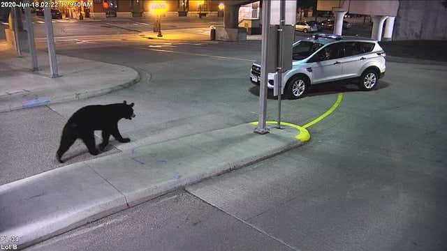 Black bear spotted in Union Depot parking garage in St. Paul, Minnesota