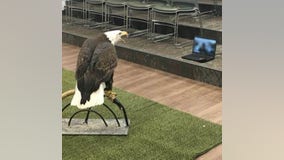 How to add a Raptor Center eagle, hawk or falcon to your next Zoom call