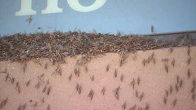 Mayflies hatch along Mississippi River, swarm cities of the metro including Hastings, Minn.