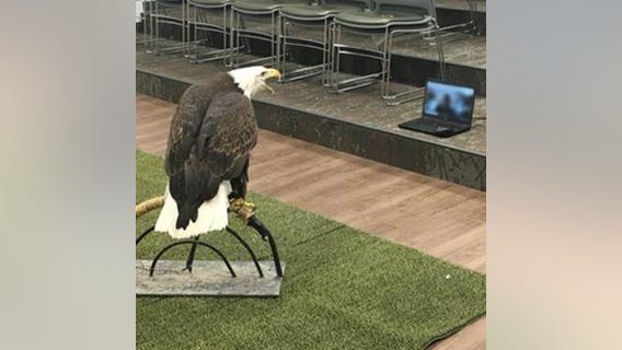 How to add a Raptor Center eagle, hawk or falcon to your next Zoom call