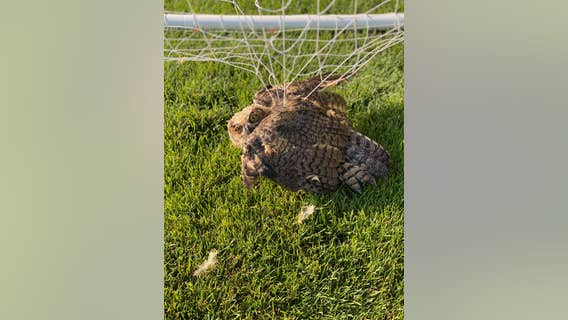 Officers rescue owl trapped in soccer net at Shorewood, Minnesota home