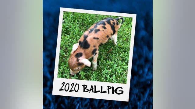 St. Paul Saints 2020 pig mascot's name has COVID-19 spin