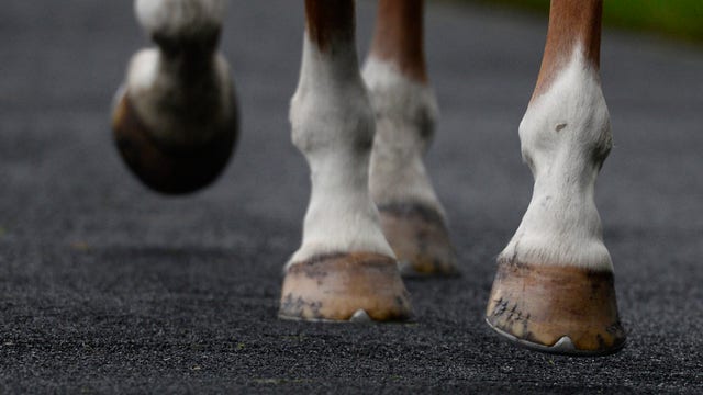 Crowds attend Minnesota rodeo, despite orders limiting spectators