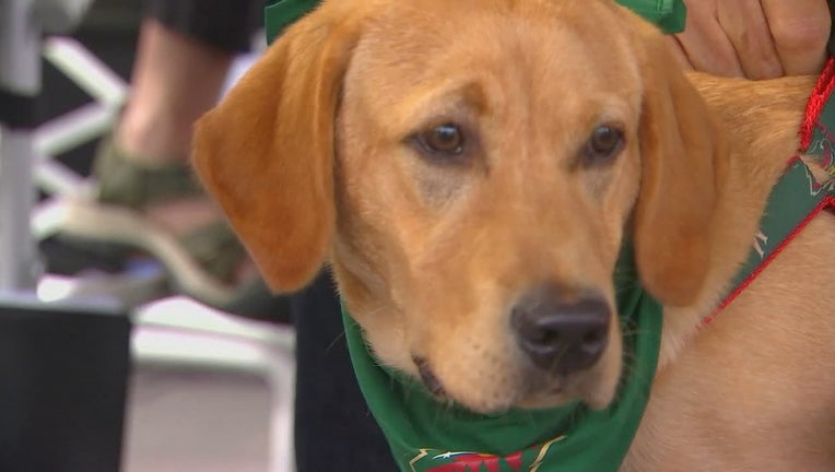 Minnesota Wild team dog Breezer