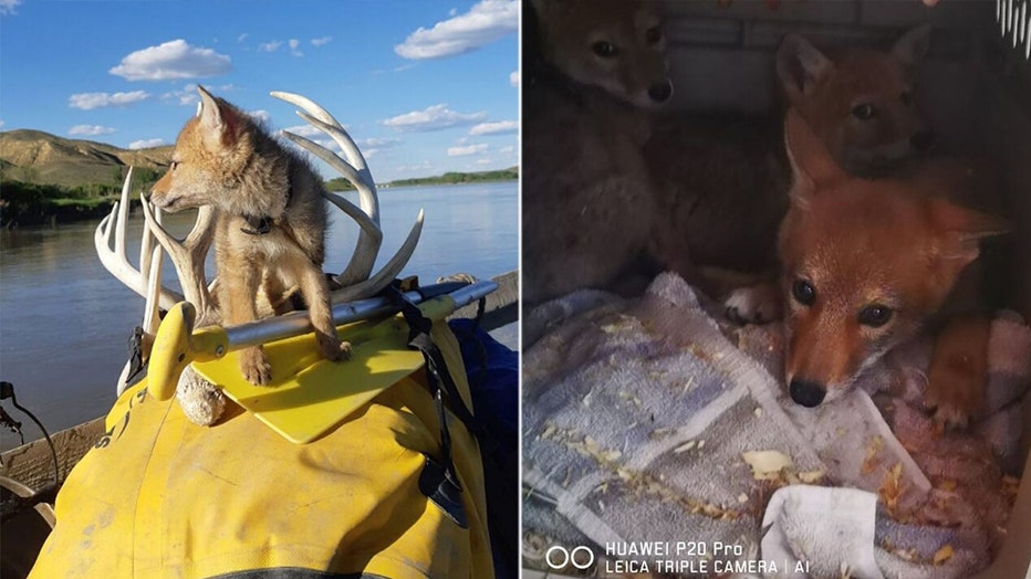 coyote-pup-rescued-3.jpg