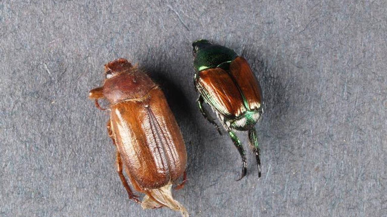 Turf-eating beetle discovered in Minnesota for the first time, DNR