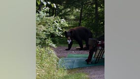 Food scarcity leads to increase in bear encounters on North Shore