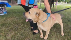 New owner of once neglected dog Mufasa hosts gathering with supporters and the officer who saved him