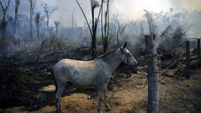 Amazon rainforest continues to burn in 2020 despite promises to save it