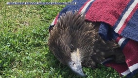 Young bald eagle captured after attacking woman in northern Minnesota