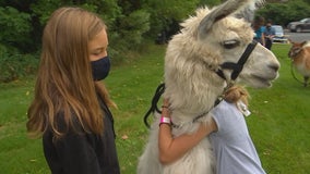 Minnesota summer camp kids get lesson in empathy during llama visit