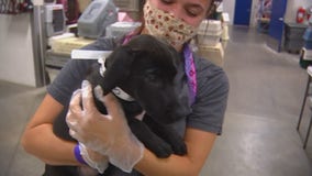 Back on the road, Animal Humane Society team returns with 40 dogs seeking homes