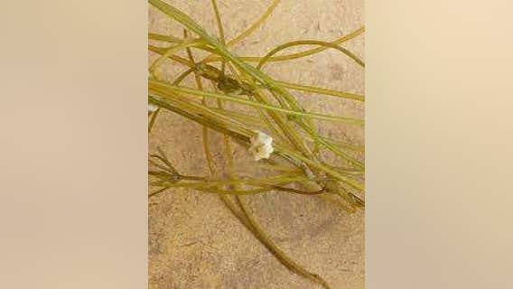 Starry stonewort confirmed in Stearns County lake