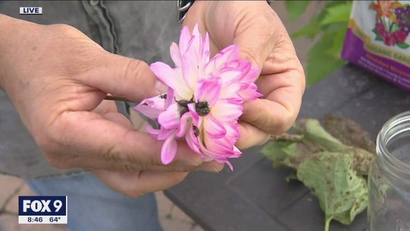 Japanese beetle control - tips to battling the invasive pest