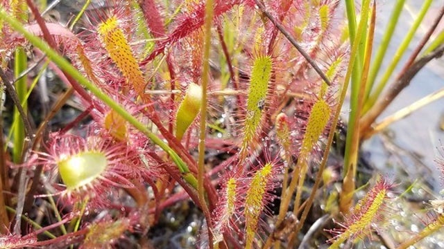 Rare carnivorous plant rediscovered in northern Wisconsin for first time in 40 years