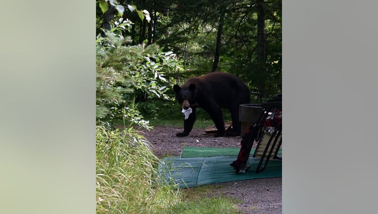 Recent Bear Attacks Prompt a Call to Ease Hunting Restrictions