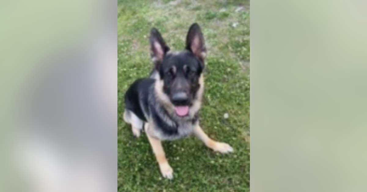 Therapy dog in training stolen from St. Paul, Minnesota backyard | FOX ...