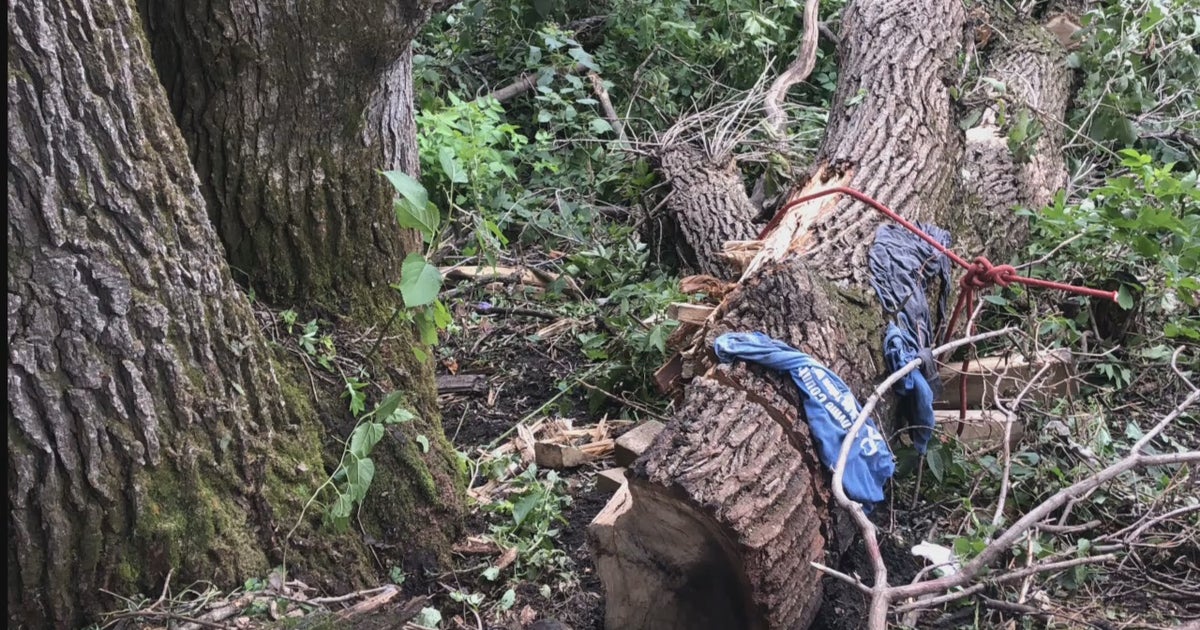 Man survives for 4 days trapped under fallen tree in western Minnesota ...