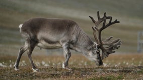 Half of Minnesota Zoo reindeer herd killed by seasonal disease, other half infected