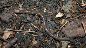 Jumping worm is the latest invasive species to be on the lookout for