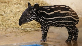 Endangered baby Malayan tapir born at Minnesota Zoo over the summer