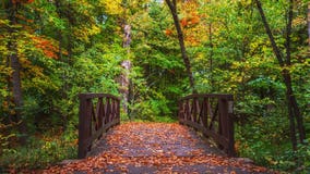 'It's not your imagination': Minnesota DNR confirms fall colors peaking early