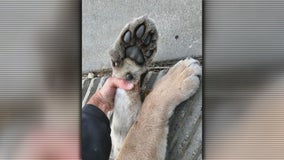 Cougar found in Twin Cities metro was likely alone, experts say