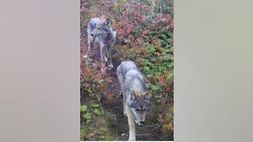 Pup births hopeful sign for Isle Royale, scientists say
