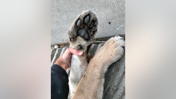 DNR: Cougar struck and killed by vehicle in Bloomington