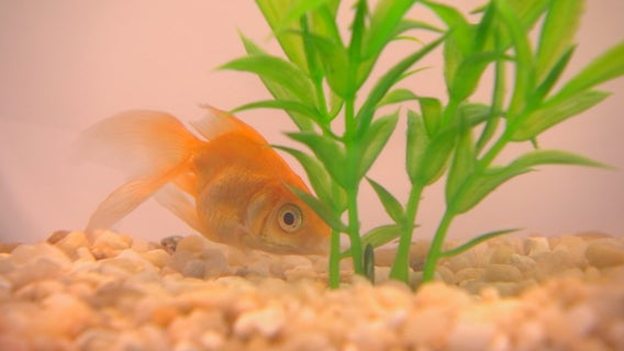 Fishing for fun? Wayzata-based company mails live goldfish
