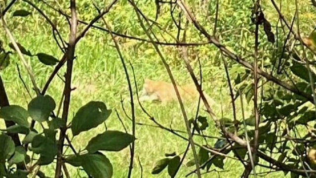 Deputies warn after cougar spotted near Dodge Center, Minn.