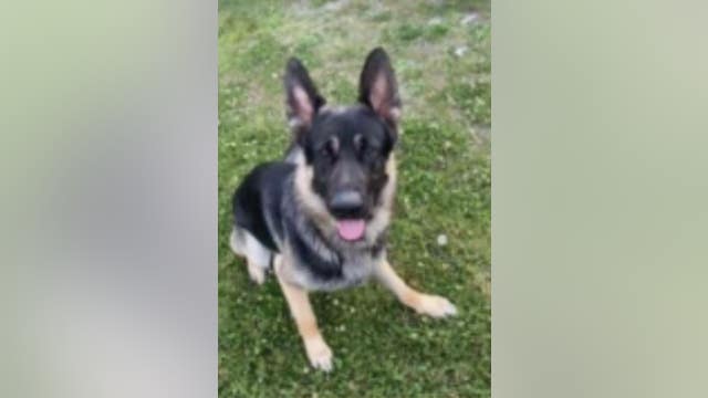 Therapy dog in training stolen from St. Paul, Minnesota backyard